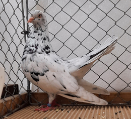 Orientalischer Roller